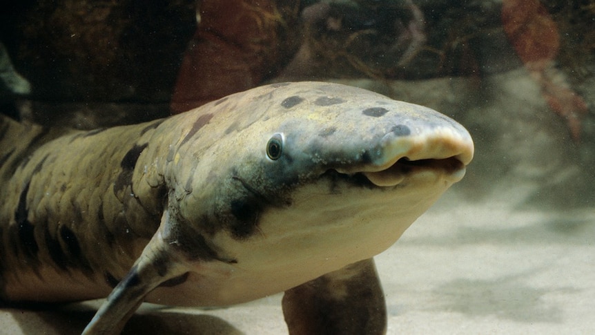 A close up of Granddad the lungfish, who died in Chicago