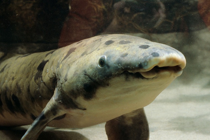 A close up of Granddad the lungfish, who died in Chicago