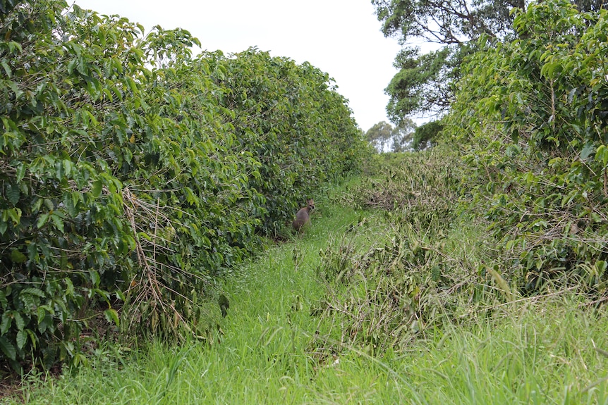 A wallaby stands between the rows of coffee trees.