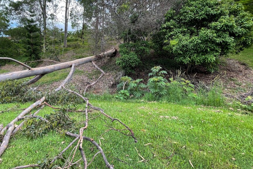 A fallen tree on a property in south-east Queensland.