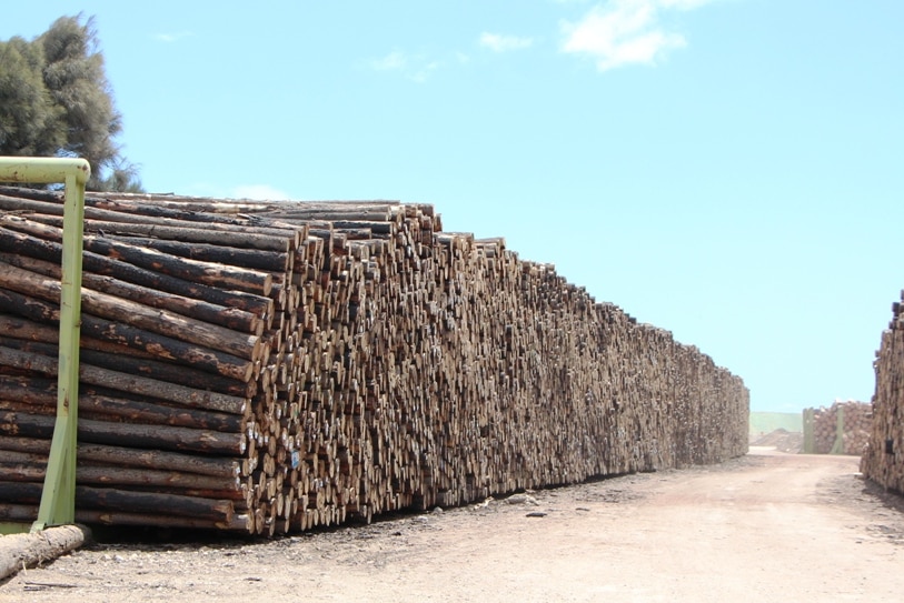 Timber logs ready to be exported