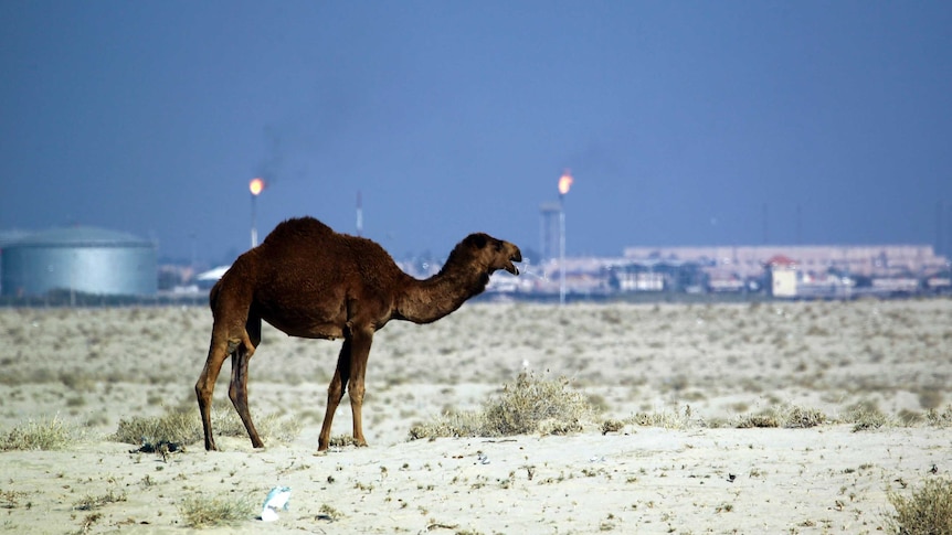 A camel in the desert.