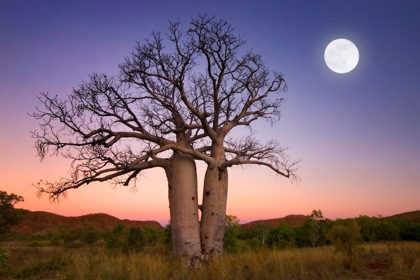 Two boab trees, which are bottle shaped cyclindrical trees with sprawling many branched small branches. 