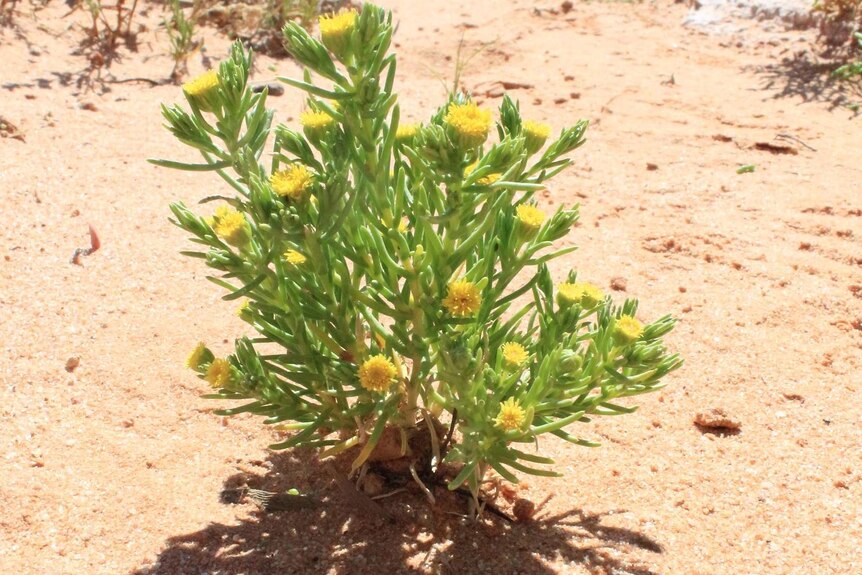 Kippistia suaedifolia