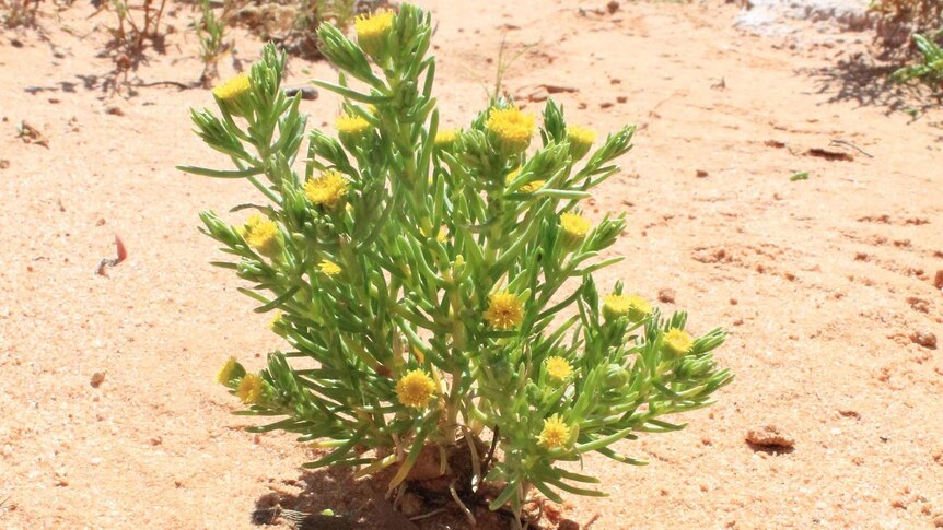 Kippistia suaedifolia