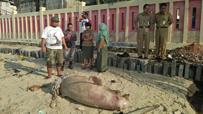 A group of workers and locals look at a dead dugong on Balikpapan Bay.