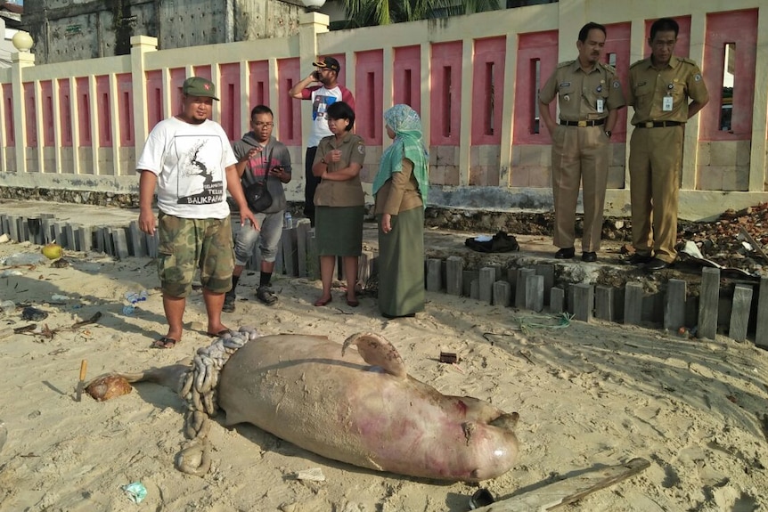 A group of workers and locals look at a dead dugong on Balikpapan Bay.