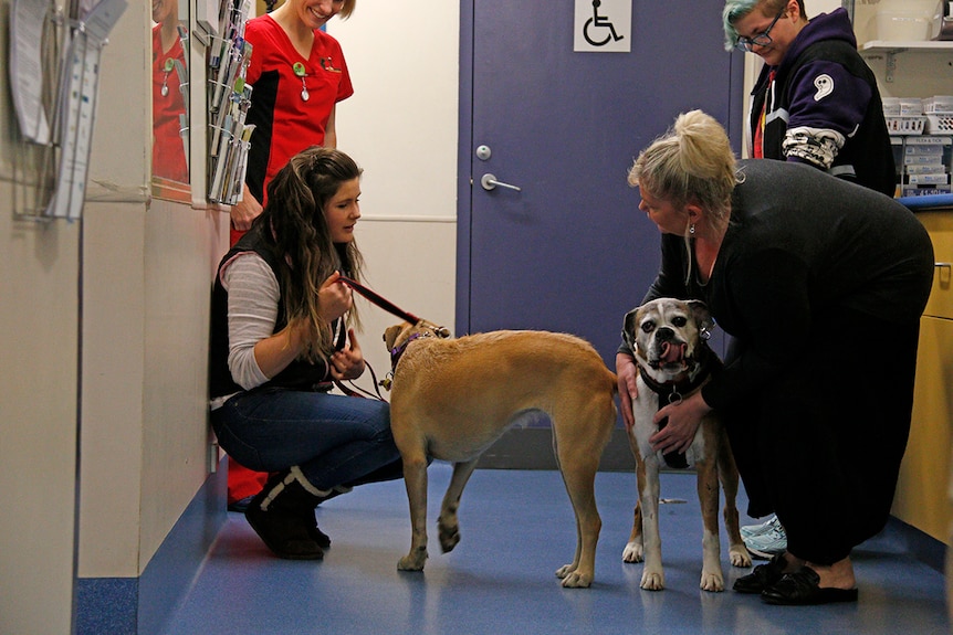 Two dogs and their owner meet in the hallway of a vet clinic for the first time.