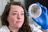 Woman inspecting petri dish of fungi.