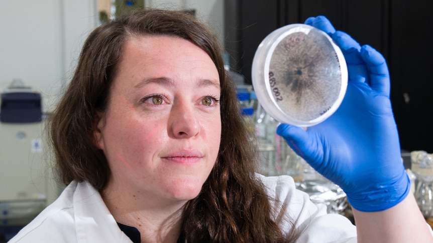 Woman inspecting petri dish of fungi.