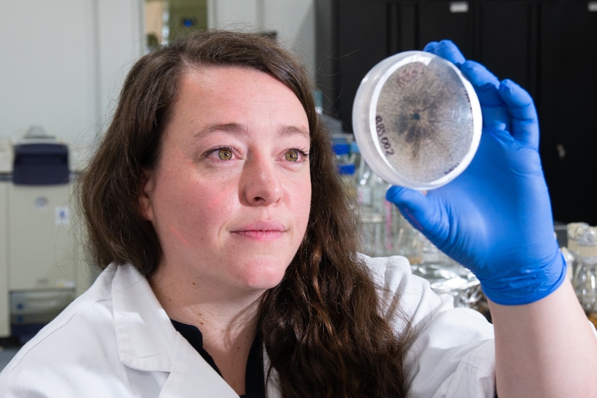 Woman inspecting petri dish of fungi.