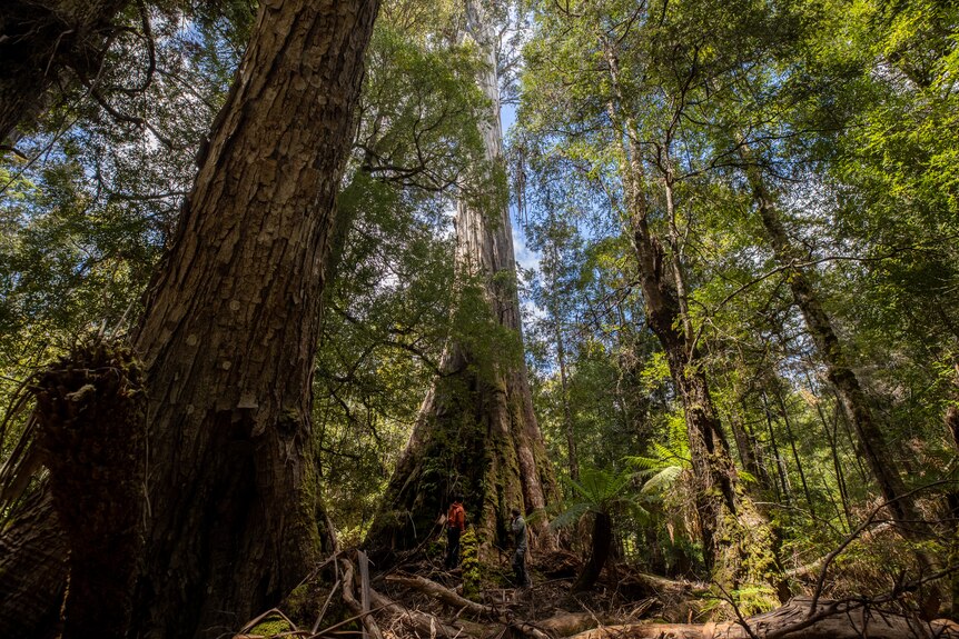 Giant tree in a forest.