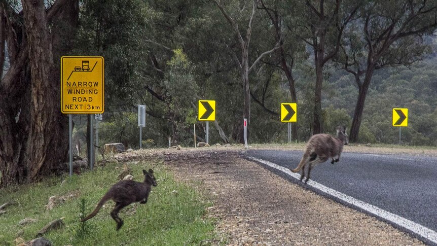 Road with sign saying narrow winding road and two wallabies hopping across it