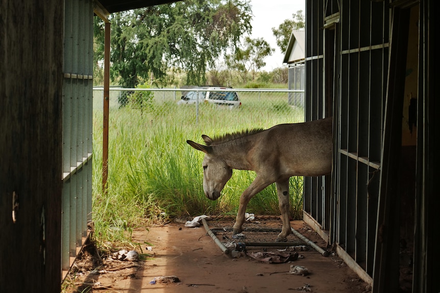 The front half of a donkey is seen coming out of a doorway. Tall grass in the background. 