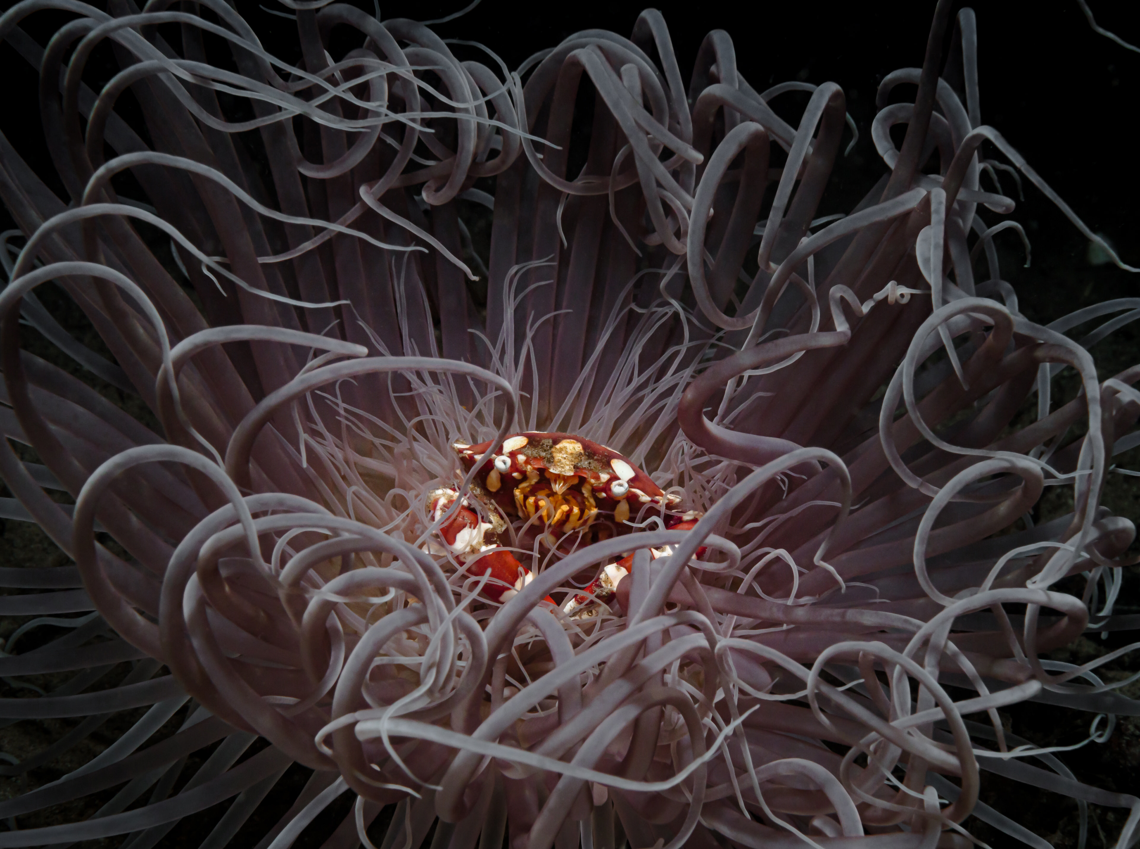 A red crab sits in the centre of a sea anemone as it sways in ocean current.