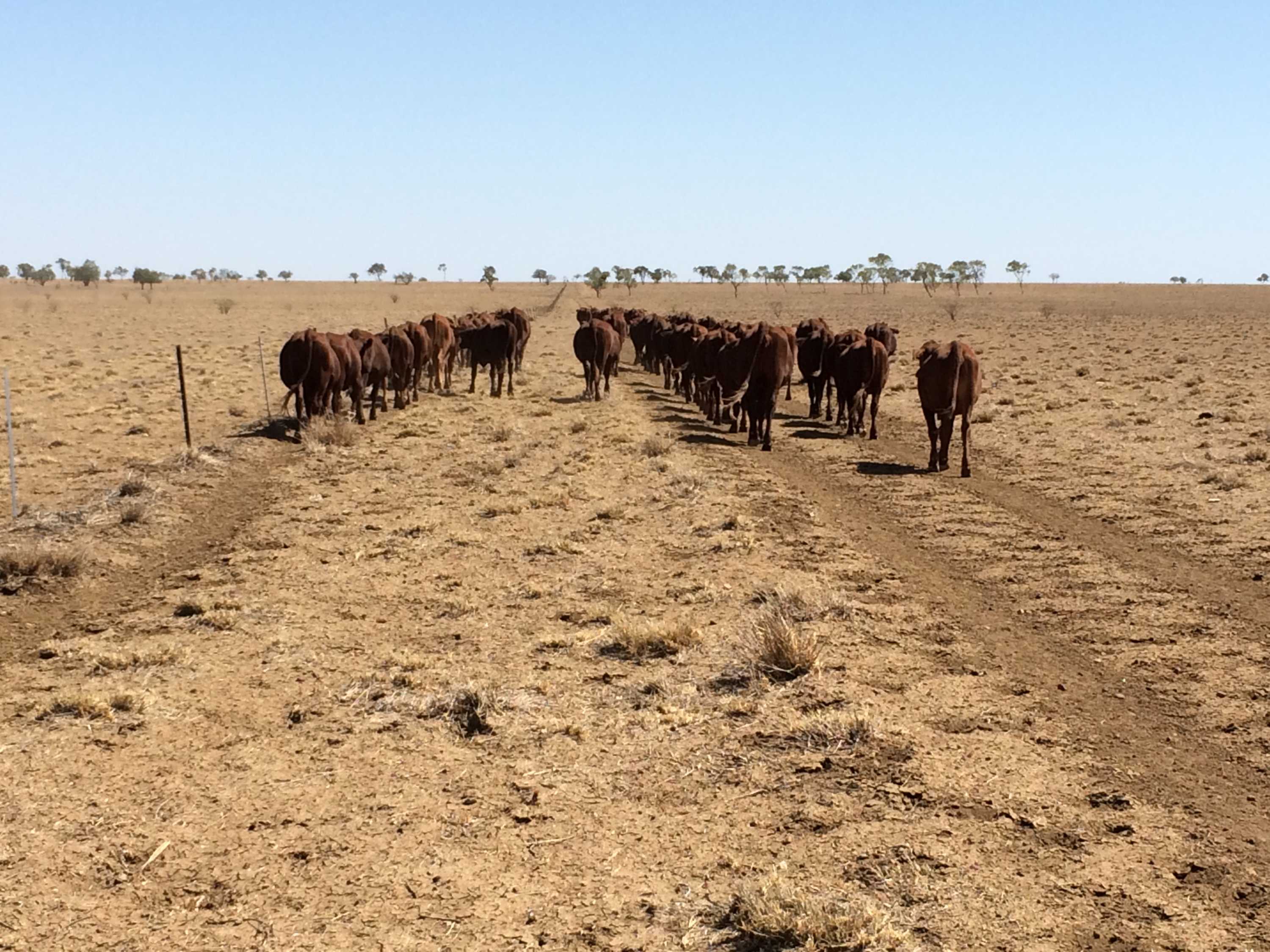 'It's slow and insidious': Drought conditions leave businesses ...