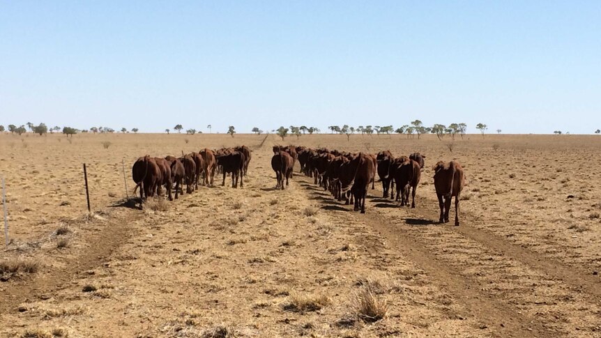 Cattle wander on a property near Longreach during the drought. March 2015.