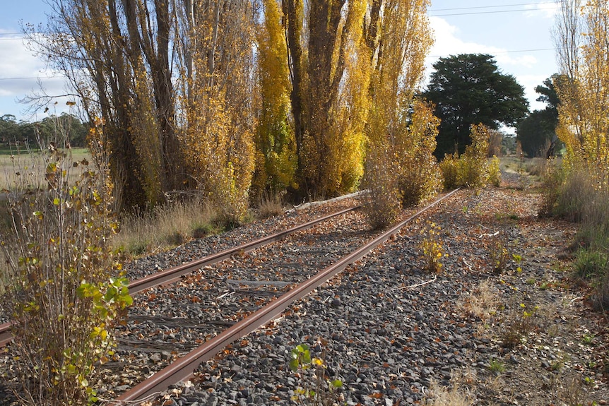 A disused rail line with small bushes growing where trains would normally run through