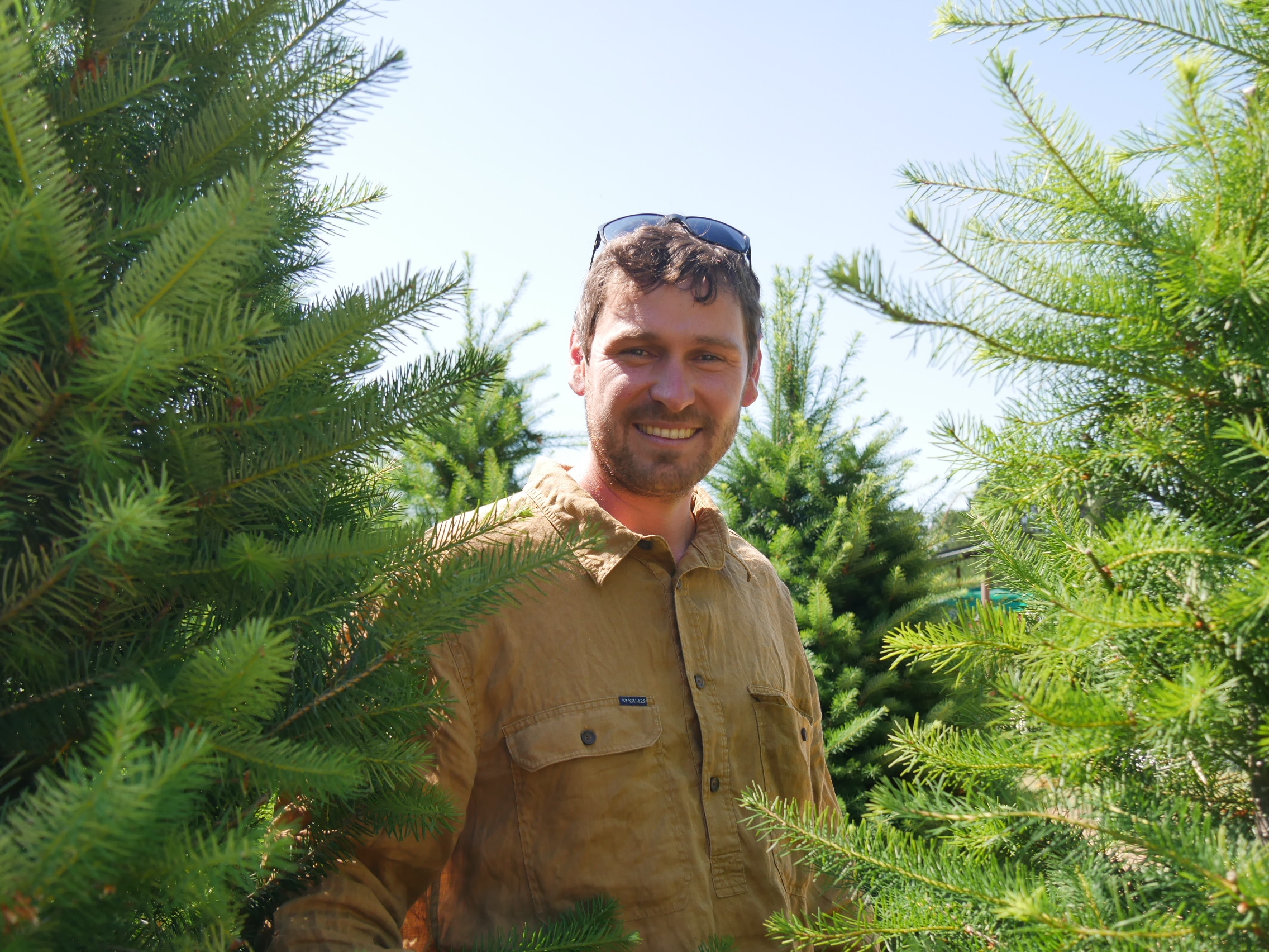 Homem parado entre árvores de Natal