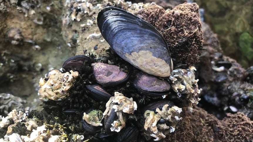 A wild blue mussel on a rock.