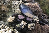 A wild blue mussel on a rock.