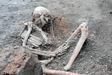 A picture of an excavated skeleton at Pompeii. The skeleton is laying on its side. 