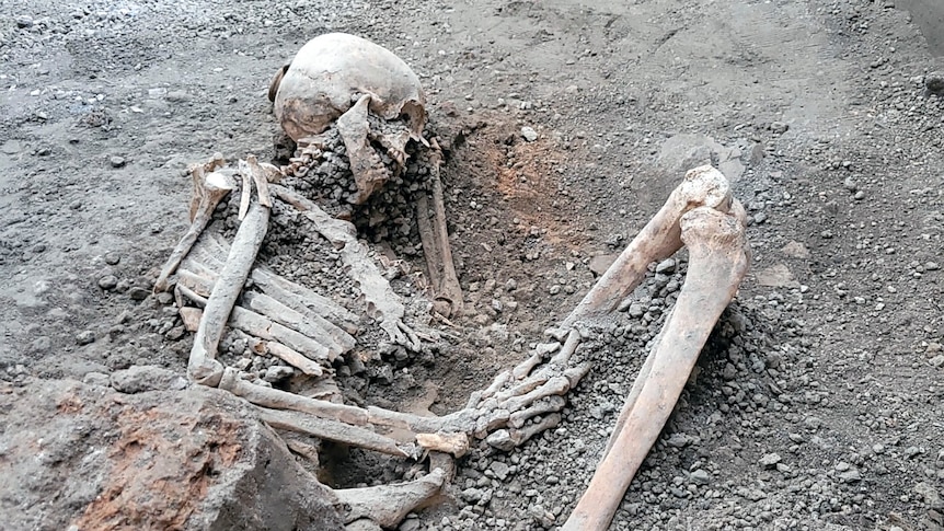 A picture of an excavated skeleton at Pompeii. The skeleton is laying on its side. 