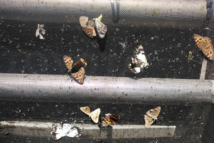 Many motorists have driven through hundreds of butterflies around south-east Queensland.