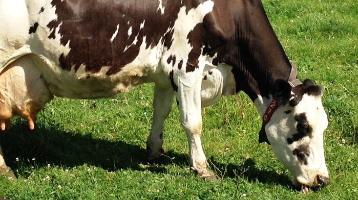 Dairy cattle graze.