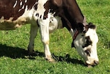 Dairy cattle graze.