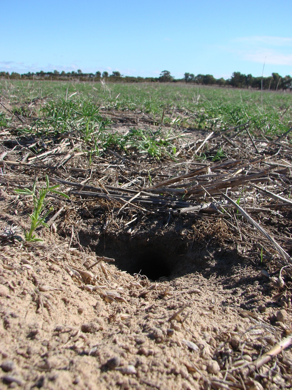 Mice causing problems for WA farmers this seeding - ABC News