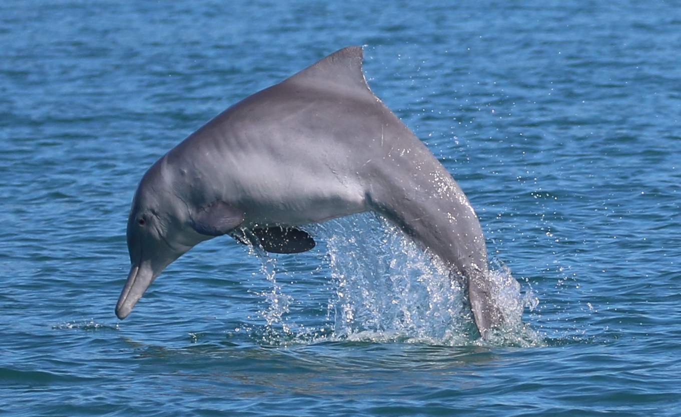 Rare Australian Snubfin And Humpback Dolphins Discovered In Papua New ...