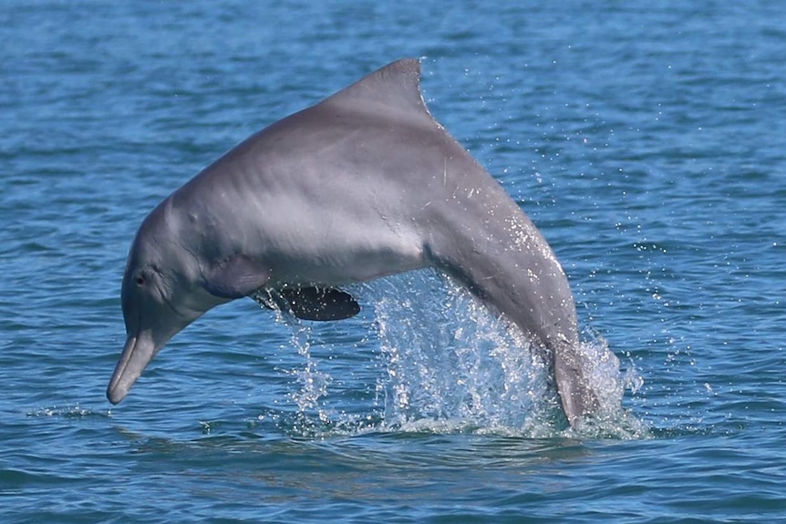 An Australian humpback dolphin found living in the Kikori delta. it has jumped out of the water in an arch shape.