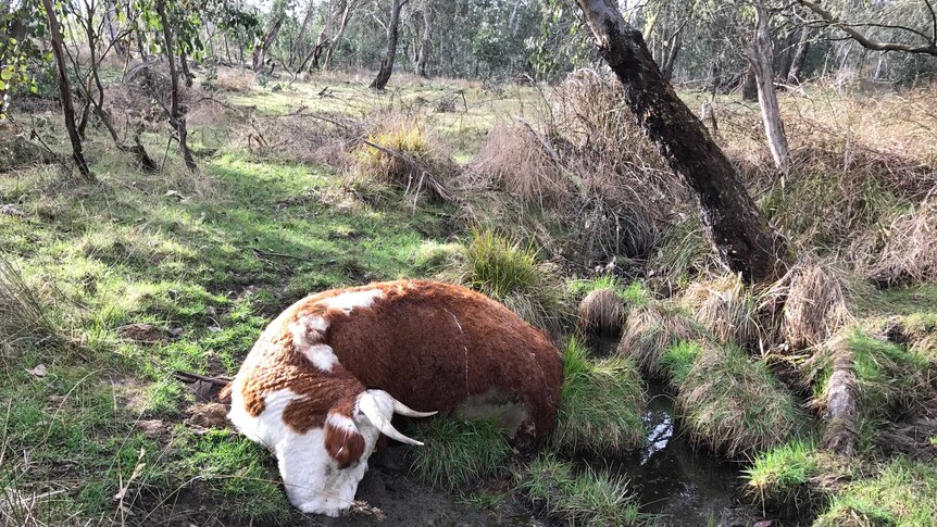 A dead cow stuck in a boggy creek.