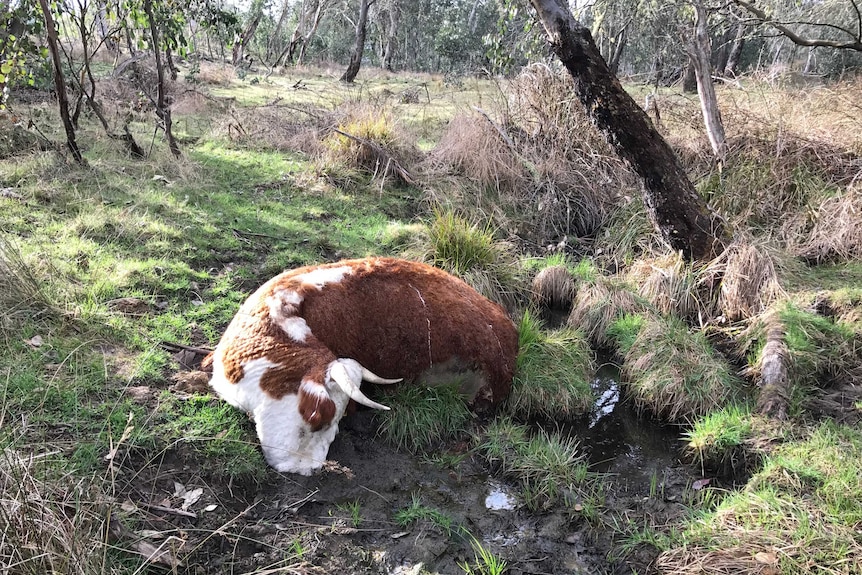 A dead cow stuck in a boggy creek.