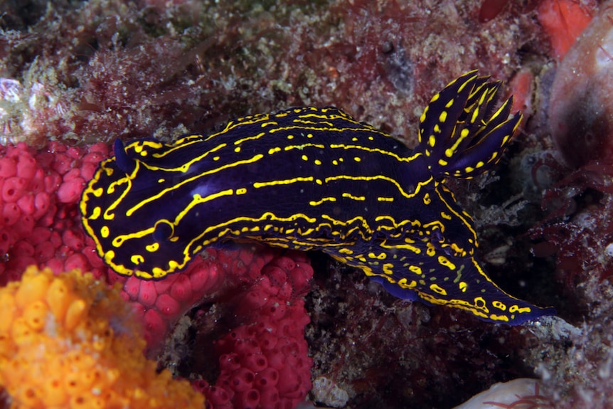 The Regal Sea Goddess nudibranch