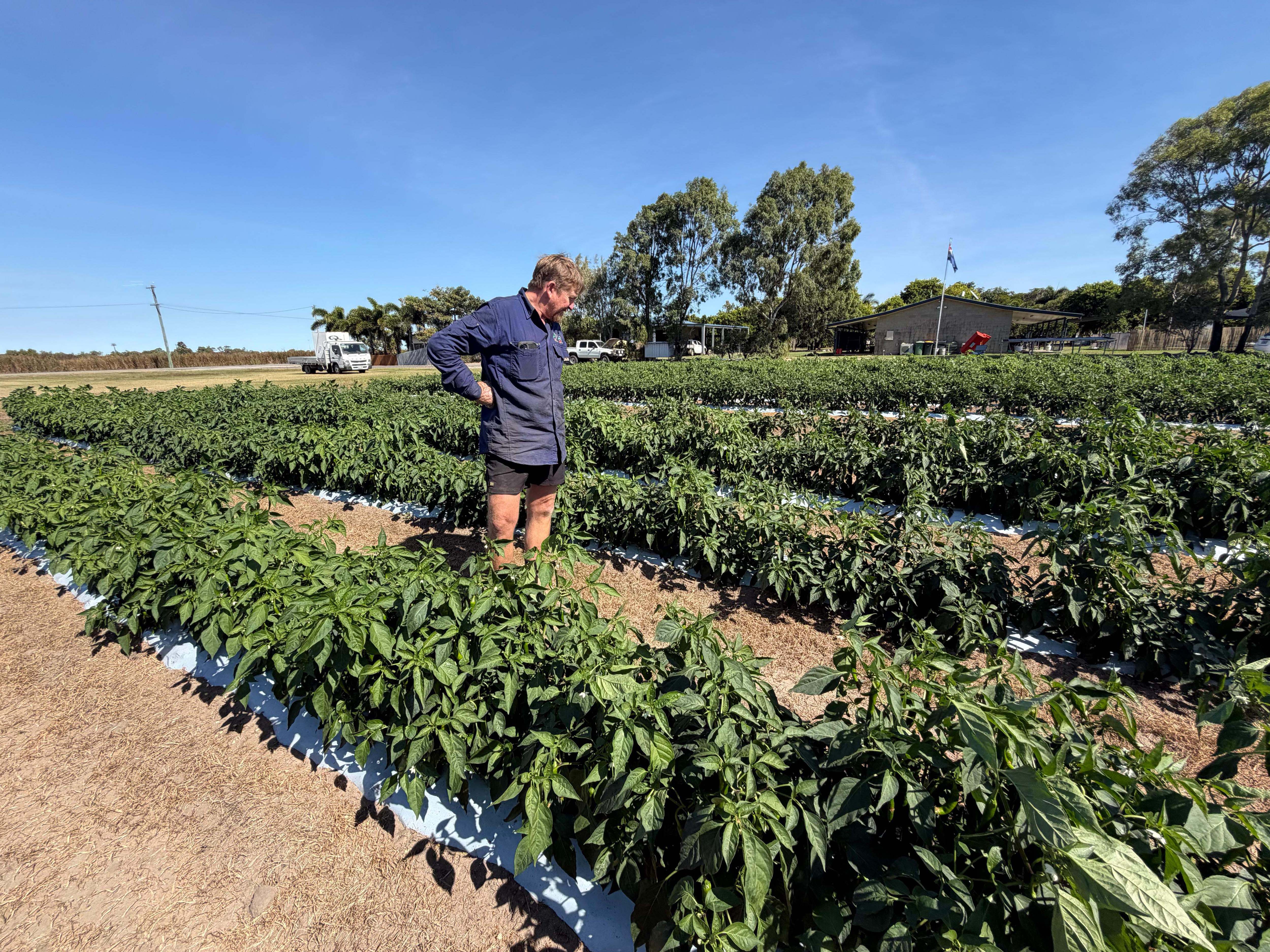 A farmer stands between rows of small chili peppers growing in the field.