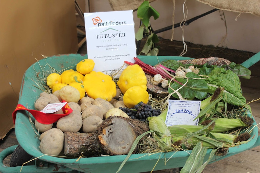 Potatoes, silver beet and corn lie in a green wheelbarrow on display at the Armidale Show.