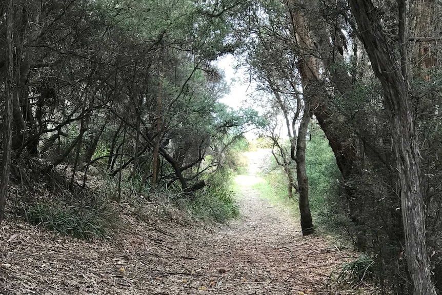 A sandy track leads to the ocean at East Cape