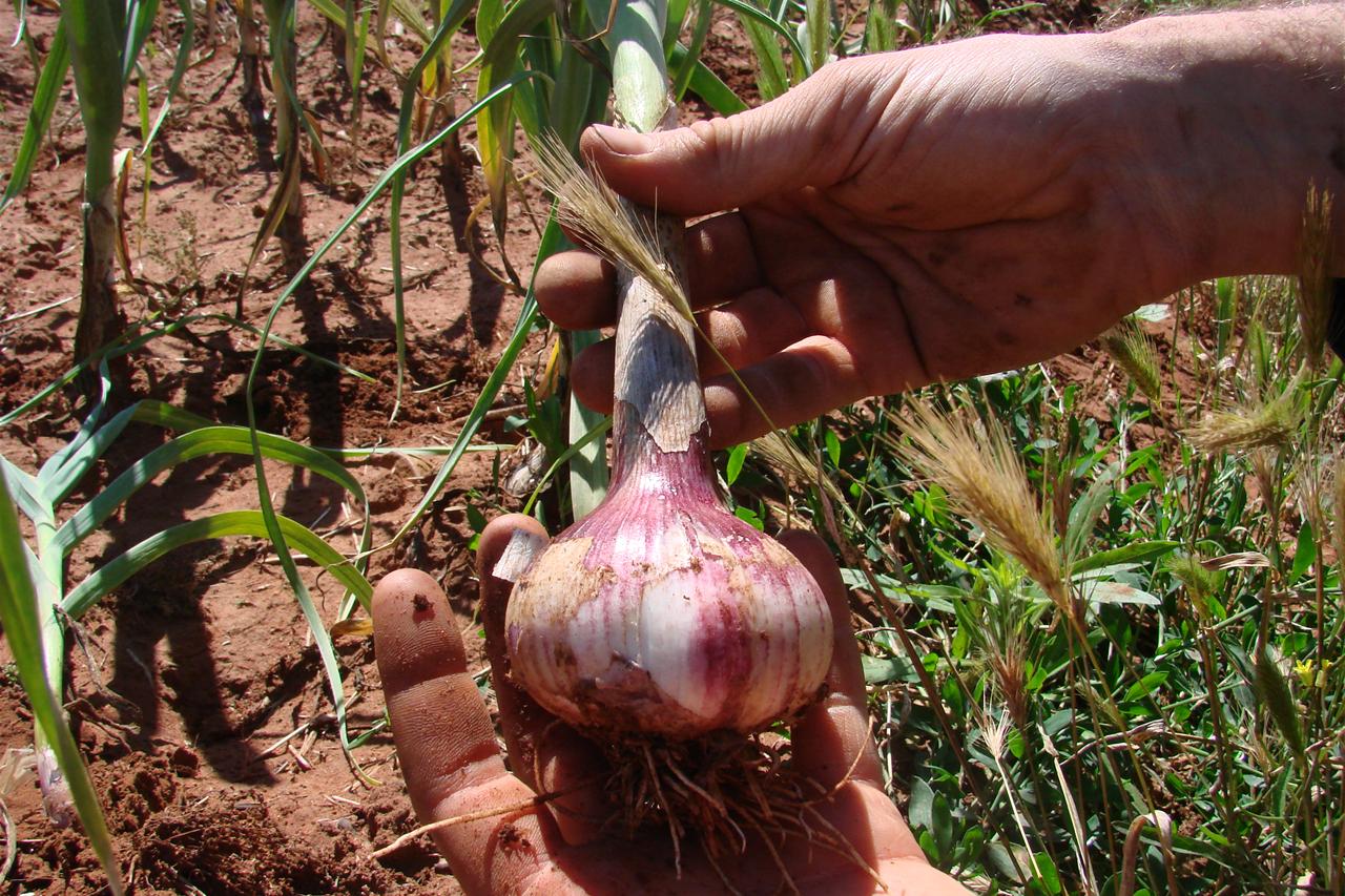 Growing the best bulb: tips for great garlic - ABC listen