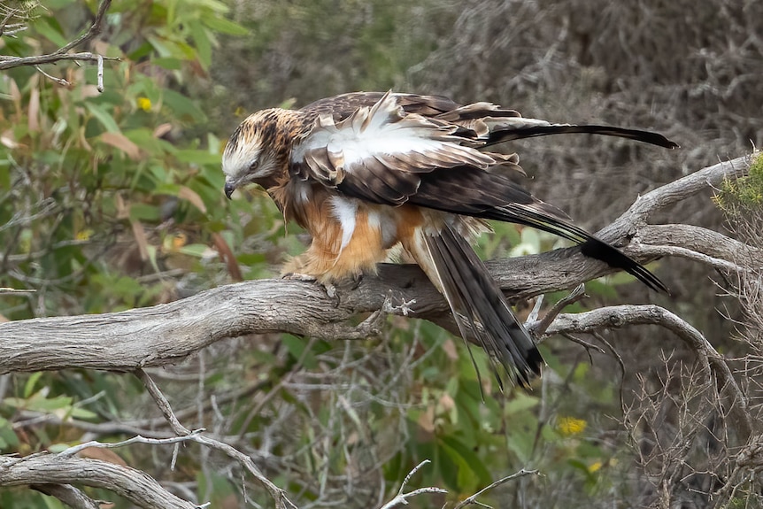 Hawk stretching wings out the back towards its tail, light brown fluffy feathers on legs