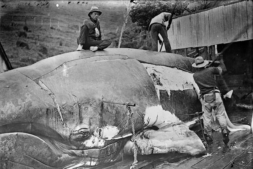Men slicing blubber off a large, dead whale.