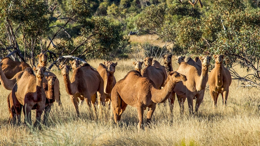 Large group of feral camels