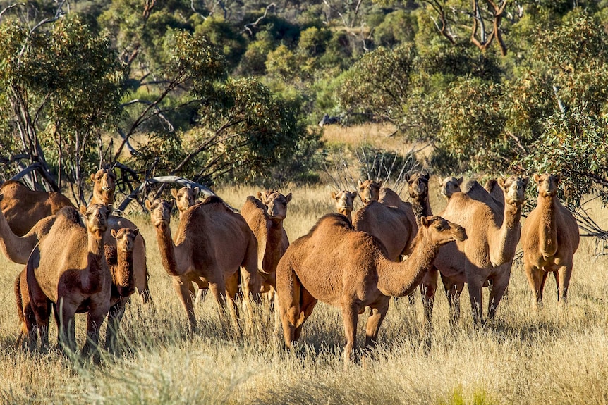 Large group of feral camels