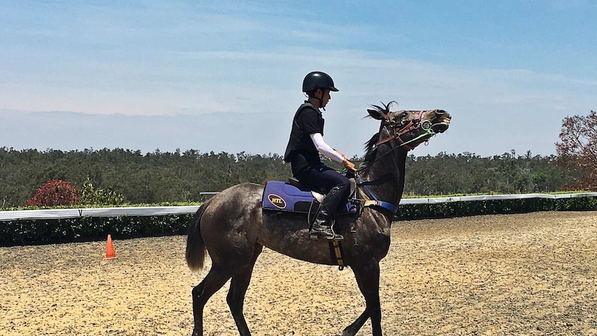 Korean students learn horsemanship skills at a stud in southern Queensland.