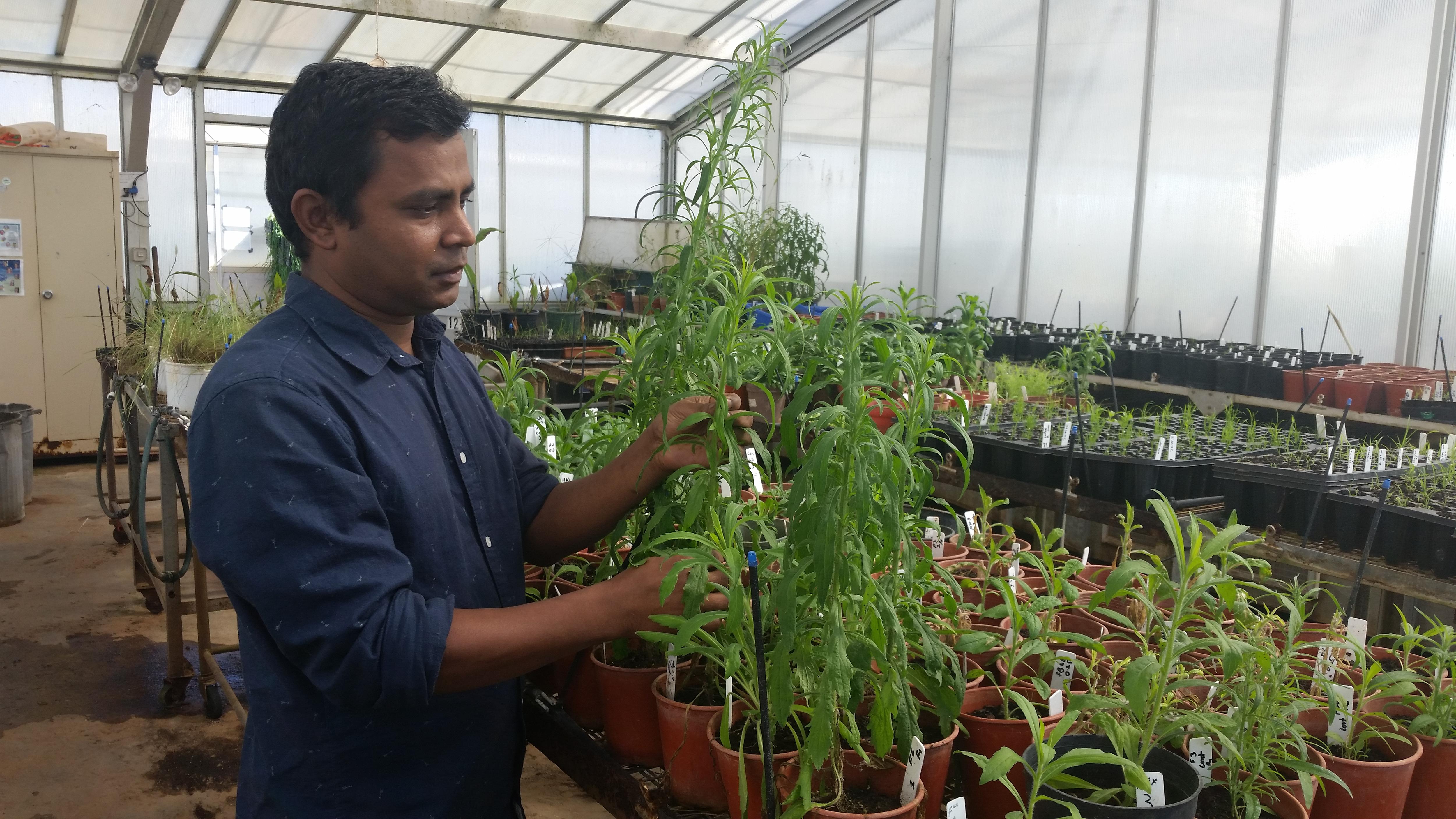 A man in a blue shirt handling various plants while standing in a greenhouse.