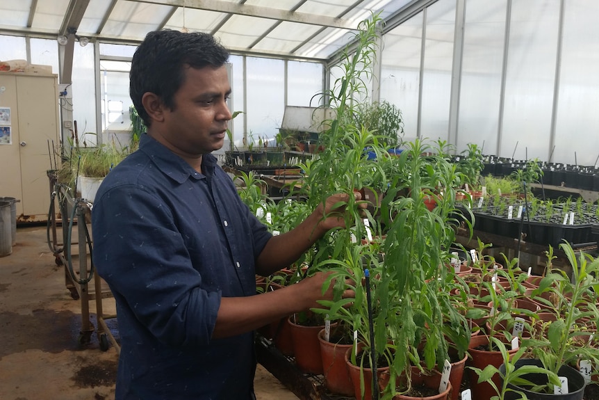 A man in a blue shirt handling various plants while standing in a greenhouse.