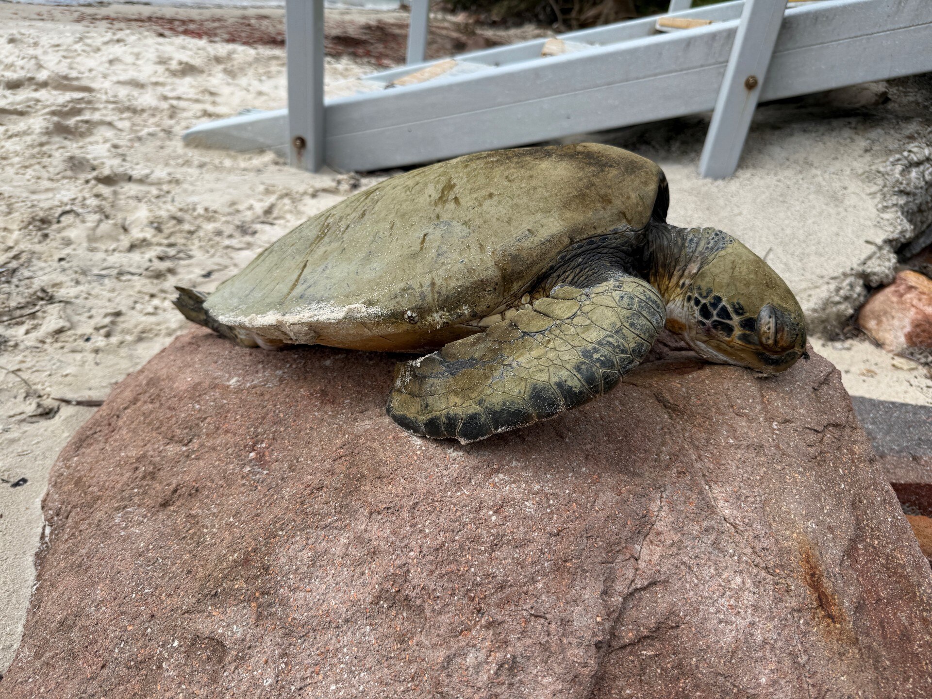 A deceased turtle on a rock