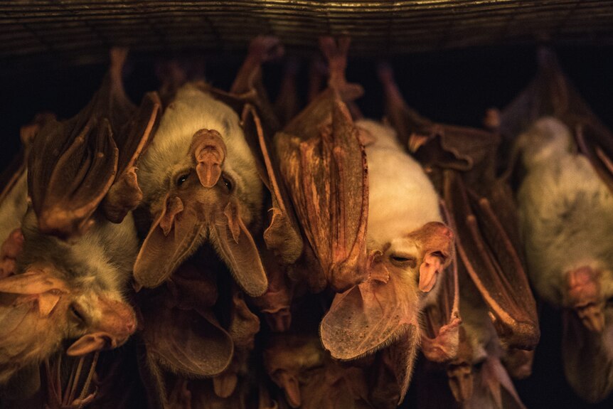 A dozen ghost bats hang upside down in a row. They are brown and look very small.