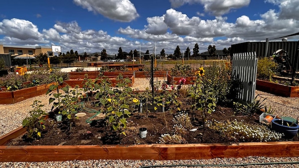 Garden beds in a school vegetable garden.